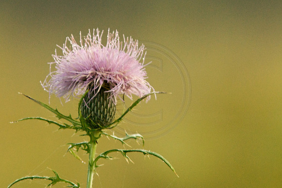 Thistle Dew Drops