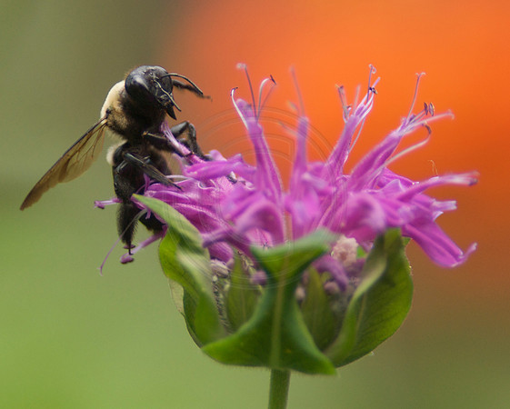 Bumble Bee on Pink Monarda