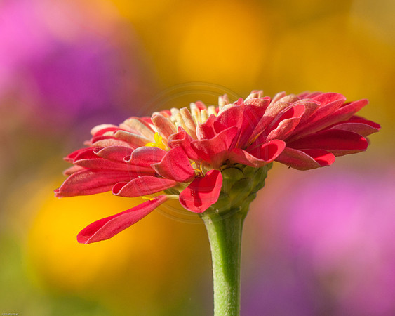 Red Zinnia in the Garden