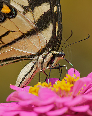 Tiger Swallowtail and Pink Zinnia Close Up