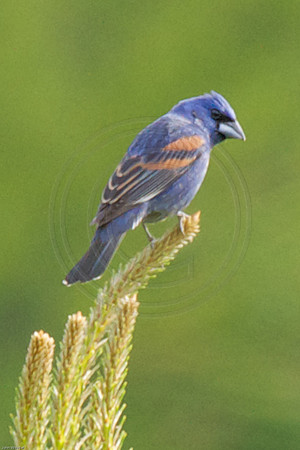 Blue Grosbeak 2012