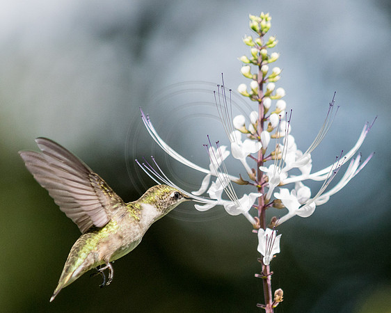Hummingbird on Cat Whiskers 2014