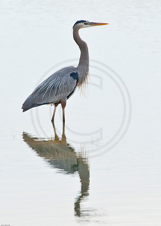 Great Blue Heron Reflections