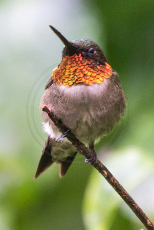 Male Ruby Throat Perched 2014