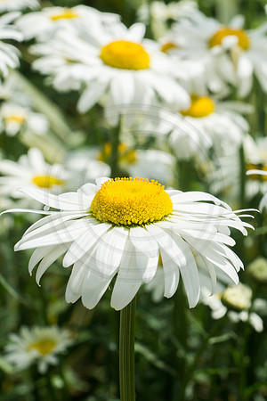 Daisies Group 2014