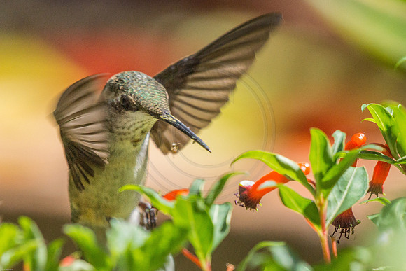 Hummingbird at Firecracker Flower
