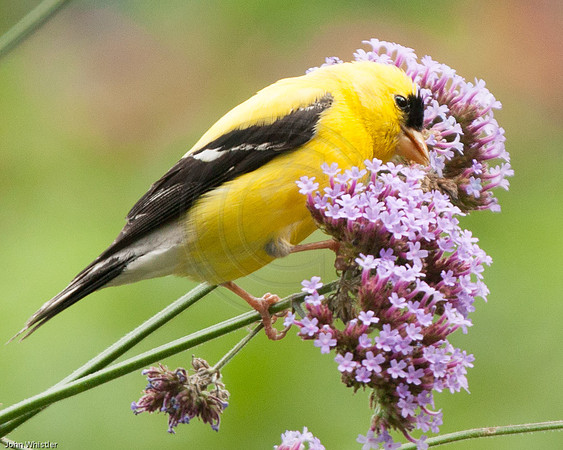 Verbena Goldfinch Pillow