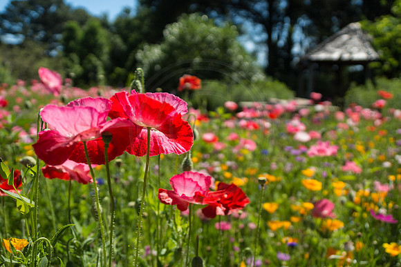 Red Poppies in Wildflower Garden 2014
