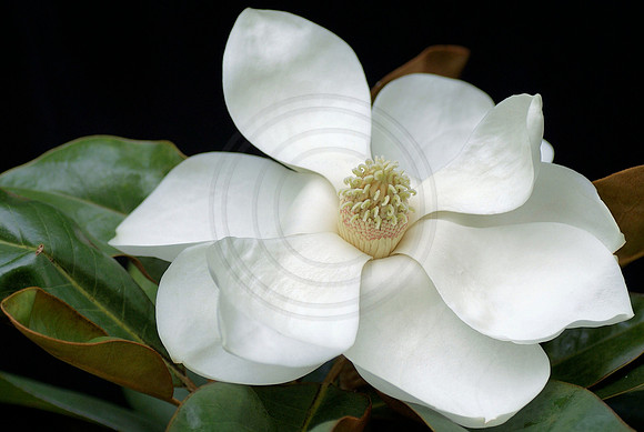 Magnolia Close Up