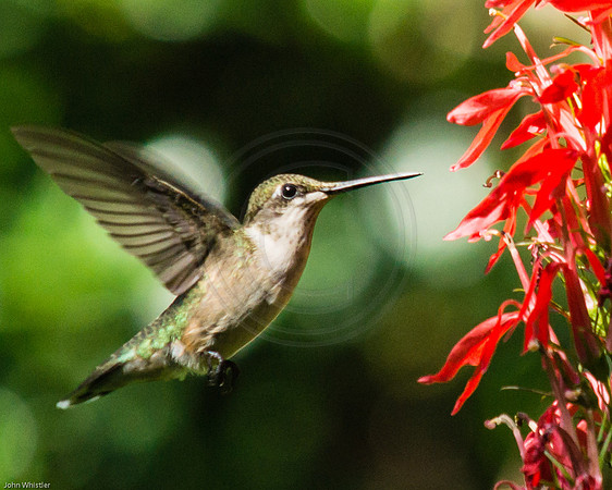 Hummingbird at Cardinal Flower 2012