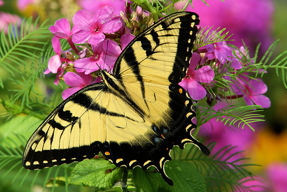 Tiger Swallowtail on Pink Phlox