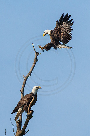 Eagle Landing 2014