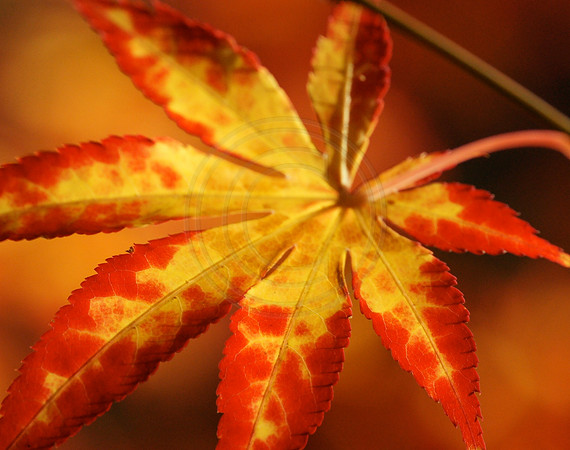 Yellow and Orange Japanese Maple
