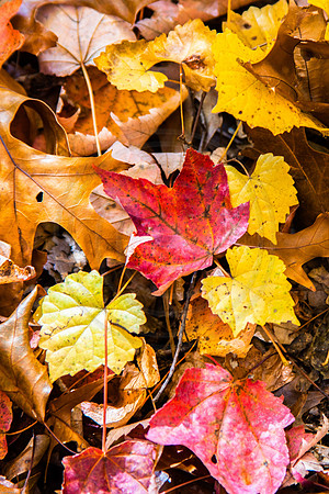 Maury Park Leaves 2016