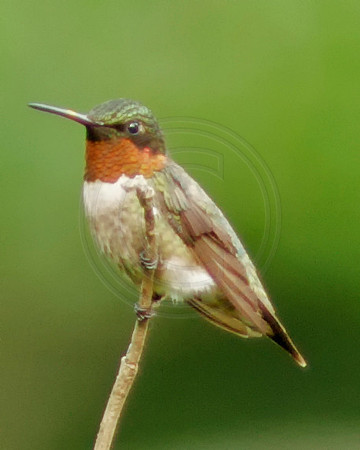 Male Ruby Throat 5