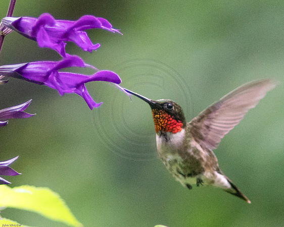 Male Ruby Throat at Amistad Salvia 2017
