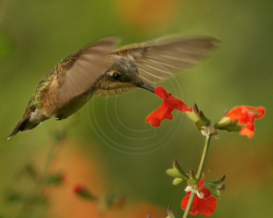Hummingbird in Lady In Red Salvia
