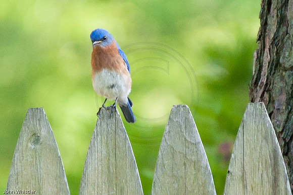 Bluebird Fence