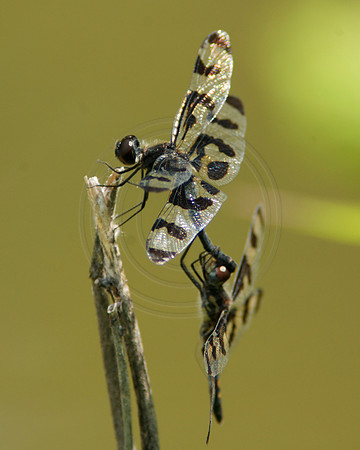 Dragonflies Mating