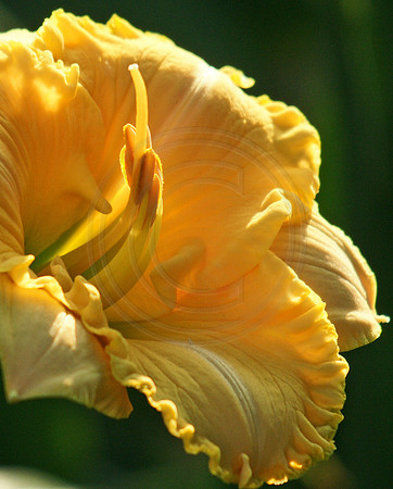 Daylily in Morning Light