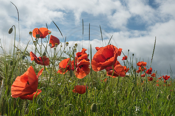 Poppies Group 4 2016
