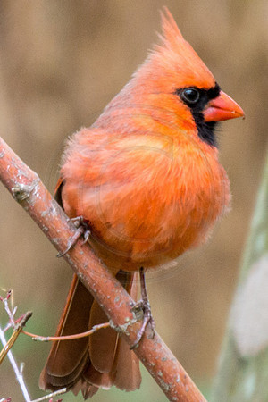 Male Cardinal 6