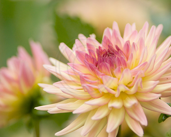 Dahlia with Dahlia Backgroun