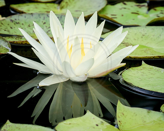 White Water Lily Reflection 2015
