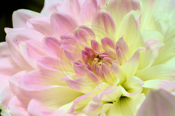 Pink and White Dahlia Close Up 2