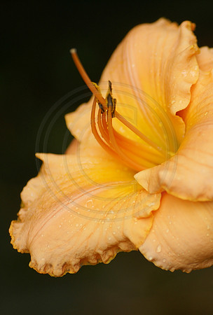 Peach Daylily