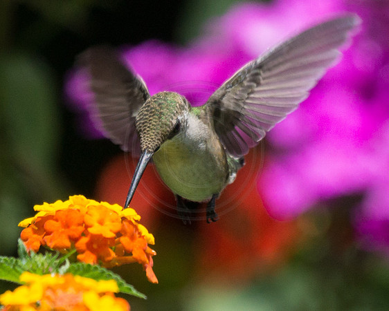 Hummingbird at Lantana Phlox background 2014