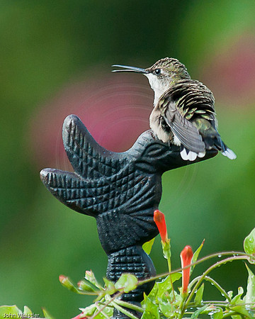 Hummingbird on Hummer Perch