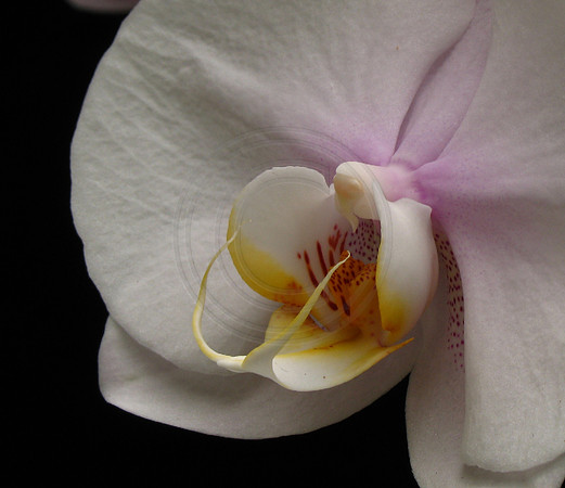 White and Pink Phal Close Up
