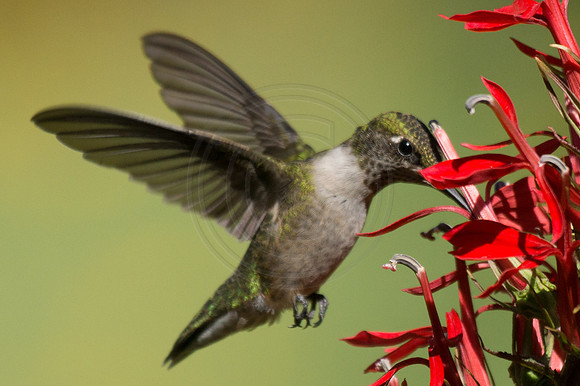 Hummingbird in Cardinal Flower 2014