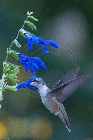 Hummingbird in Blue Salvia 2012