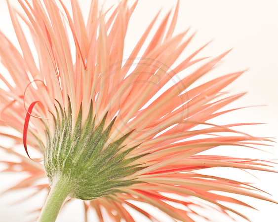 Pink Gerbera High Key