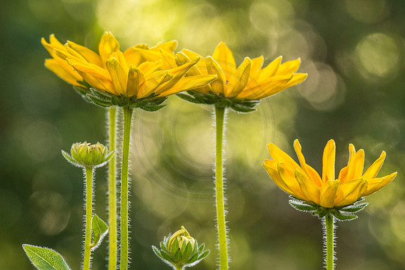 Backlit Rudebeckia "Indian Summer"