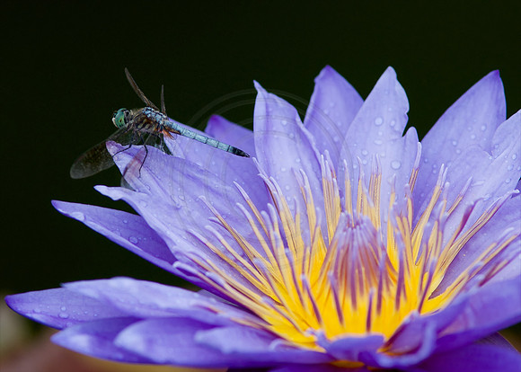 Dragonfly on Tropical Blue Water Lily