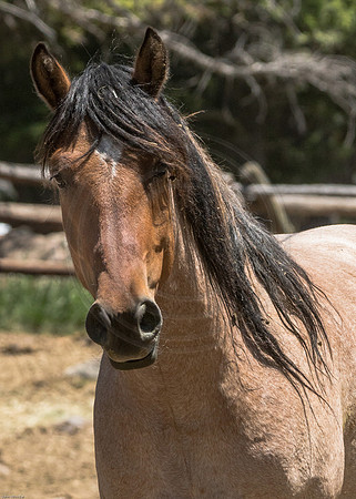 Yellowstone Horse