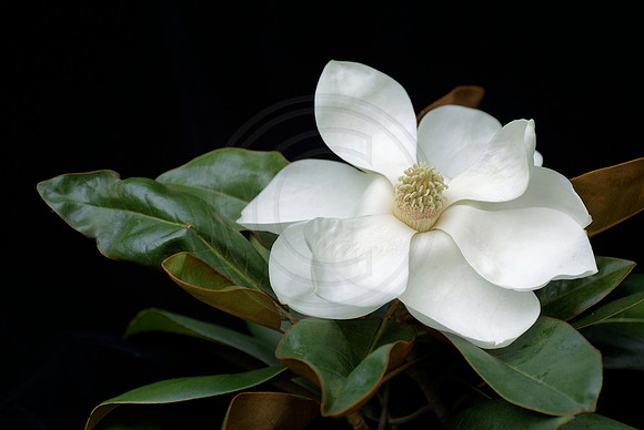 Magnolia