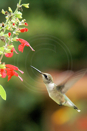 Hummingbird and Lady In Red Salvia