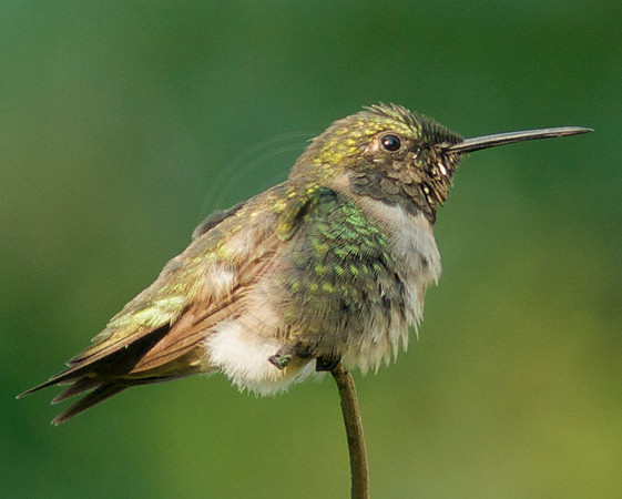 Ruffled Male Ruby Throat Hummingbird