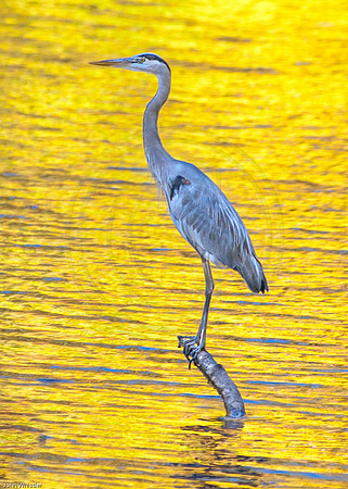 Great Blue Heron Fall Reflection 2016