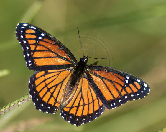 Viceroy Butterfly on Grass