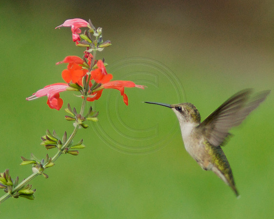 Hummingbird Sideview at Lady in Red