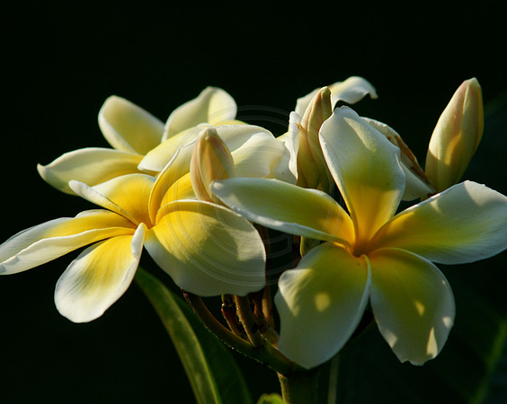 Plumeria Close Up