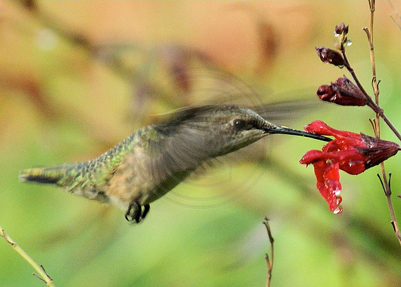 Hummingbird and Sage