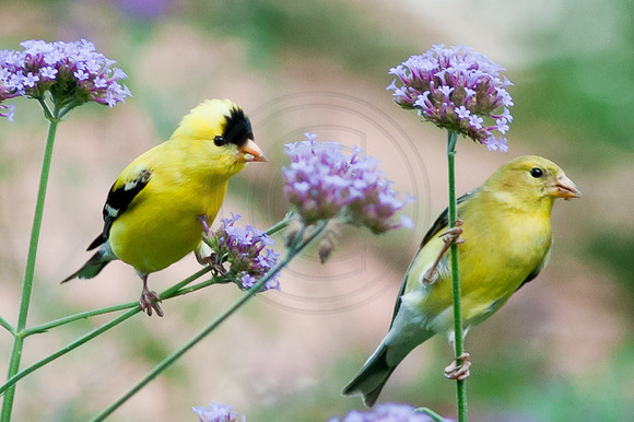 Goldfinch Pair on Verbena