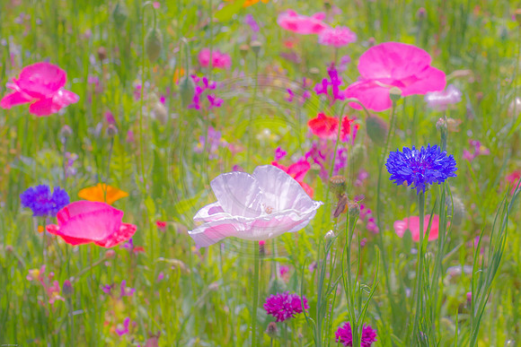 Poppies and Wildflowers Pastel