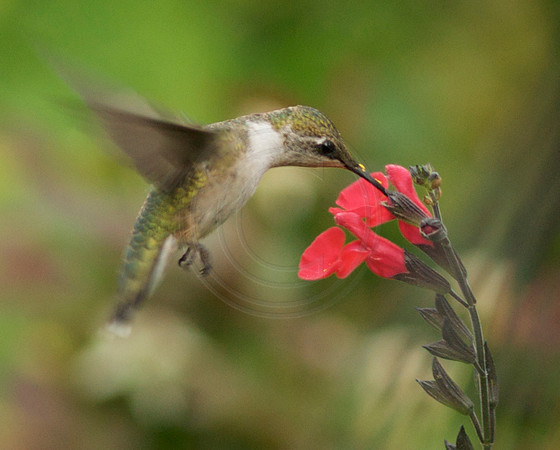 Hummer with Pollen in Red Sage